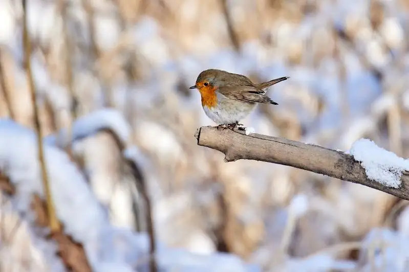 Редкую птицу удалось сфотографировать в Семее