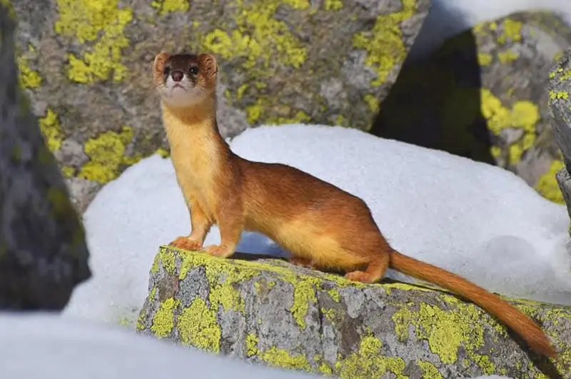 Уникальный Казахстан – животный мир глазами жамбылского фотографа