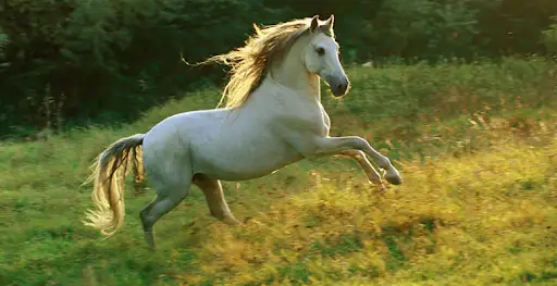 كوك جورعانىڭ كوز جاسى