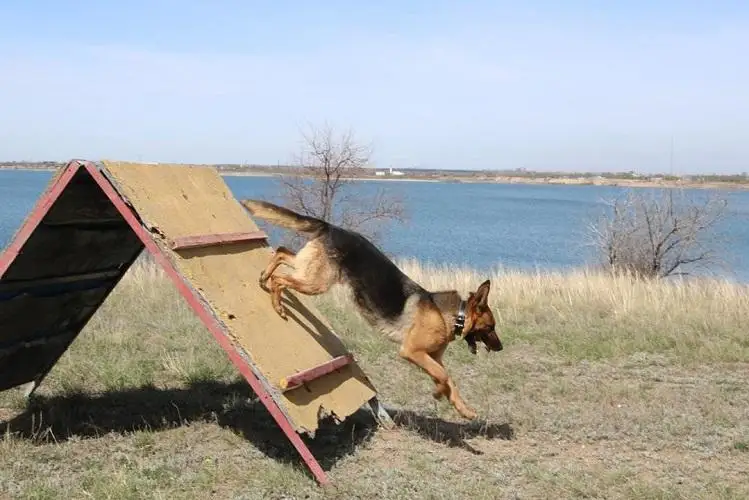 Собаки-спасатели сдали экзамены в Карагандинской области