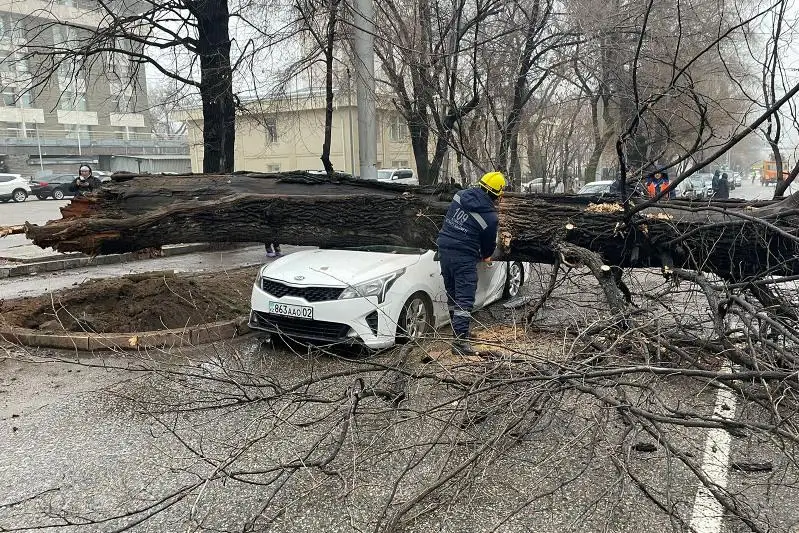 Гигантское дерево упало на автомобиль в Алматы
