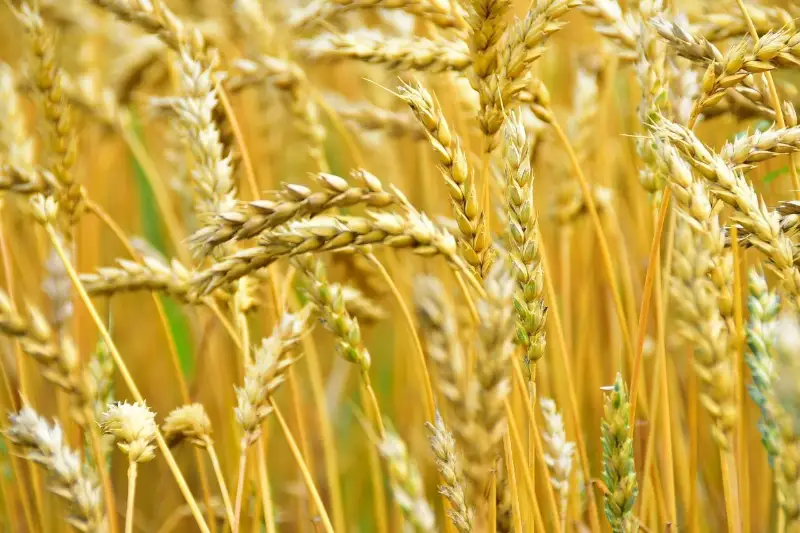 Уборка урожая завершается в Акмолинской области