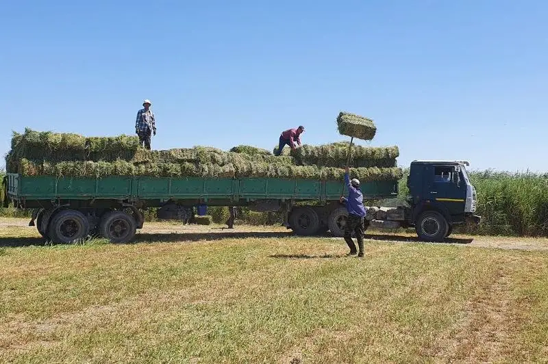 В Кызылординской области заготовлено 45% кормов от общей потребности