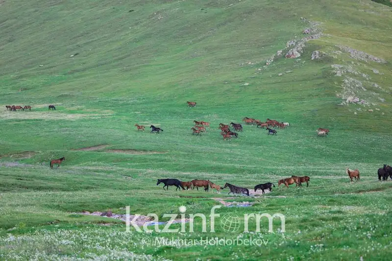 Животноводы испытывают нехватку земель в Акмолинской области