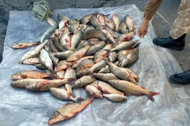 Более 240 кг рыбы изъяли у браконьеров в Туркестанской области