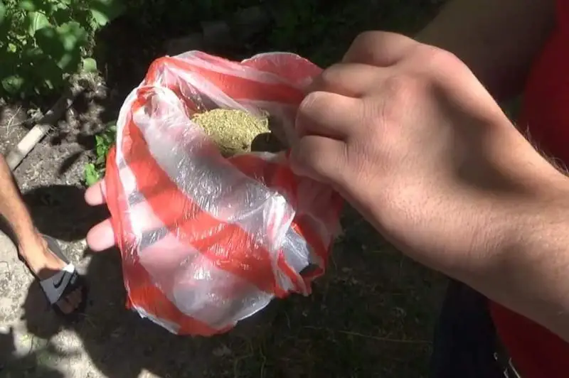 На три года осудили жителя Туркестанской области за культивирование марихуаны