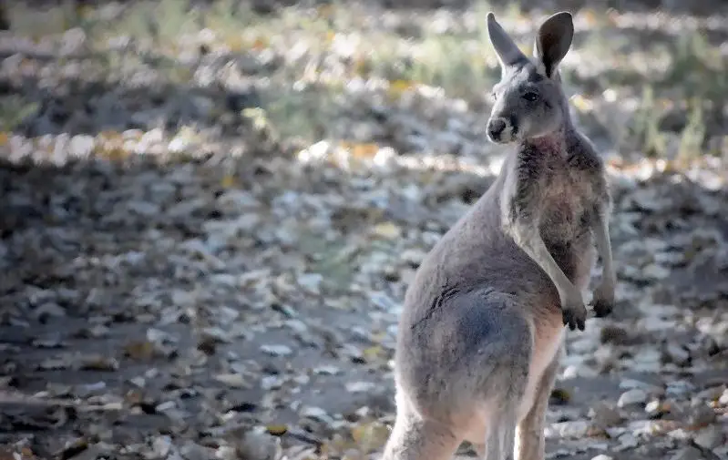 Какими животными пополнился Алматинский зоопарк