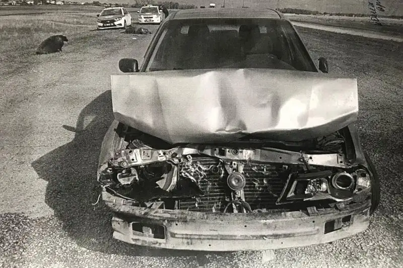 14 овец погибли под колесами легковушки в СКО