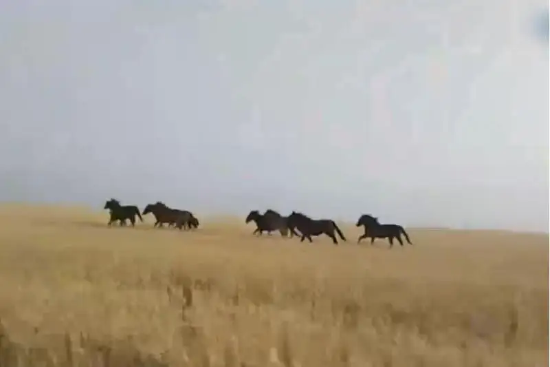 Конокрадов задержали костанайские полицейские