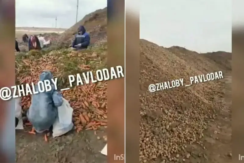Выброшенные морковь и картофель собирают сельчане в Павлодарской области
