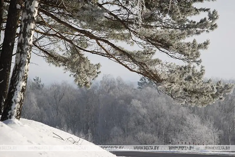 Оранжевый уровень опасности из-за сильного ветра объявлен в Беларуси