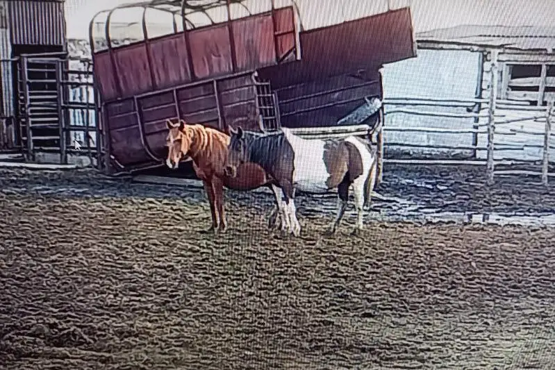 Участковый в Костанайской области вернул пропавших лошадей