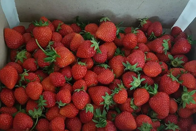 Как выращивают клубнику зимой, рассказали в Алматинской области