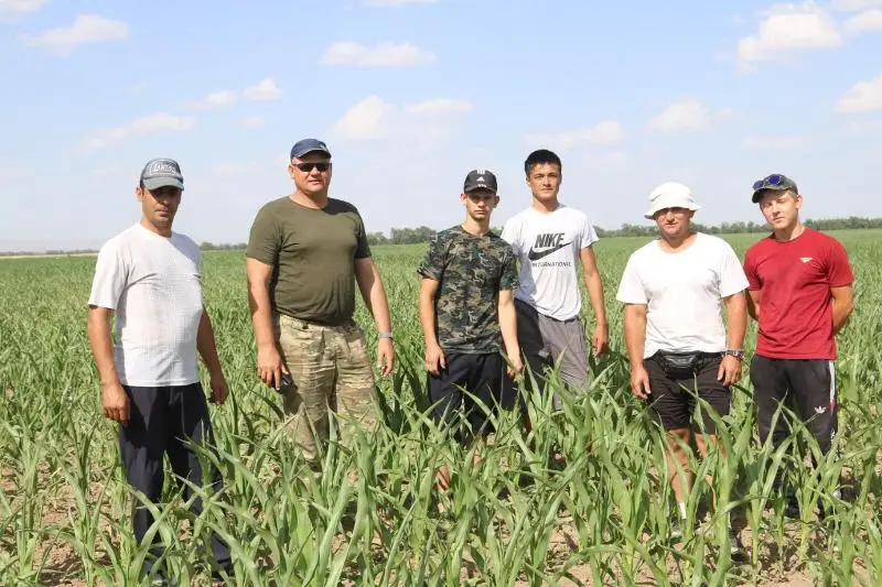 Посевы кукурузы увеличивают жамбылские аграрии