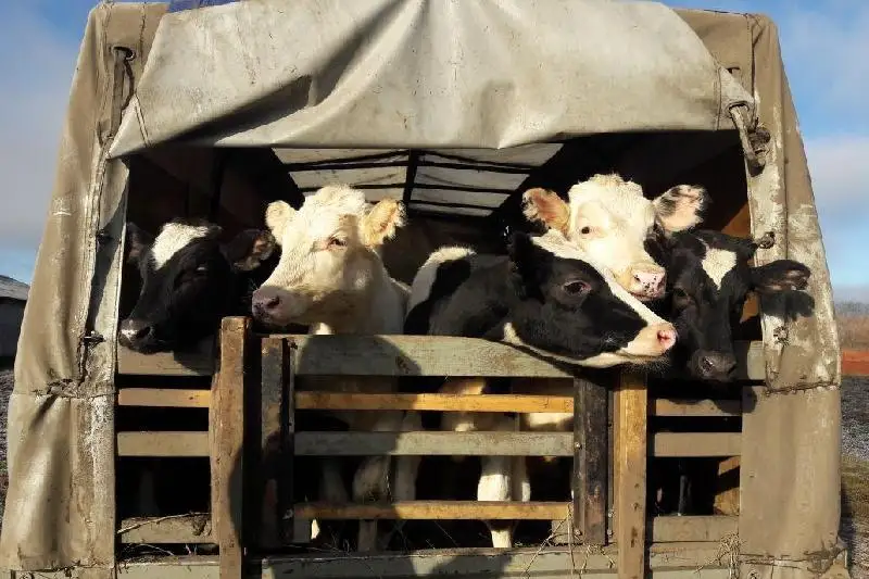 Число краж скота снизилось в Павлодарской области