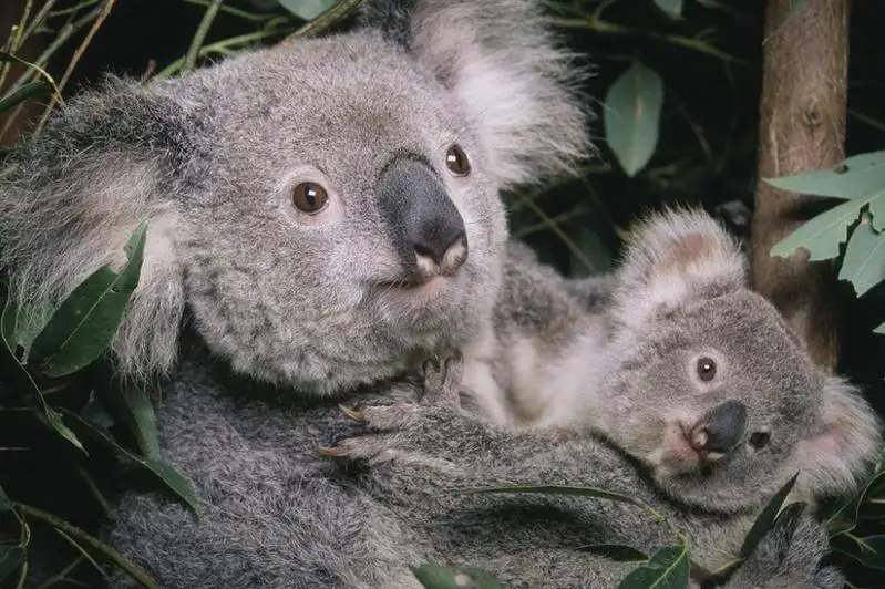 Австралия причислила коал к вымирающим видам