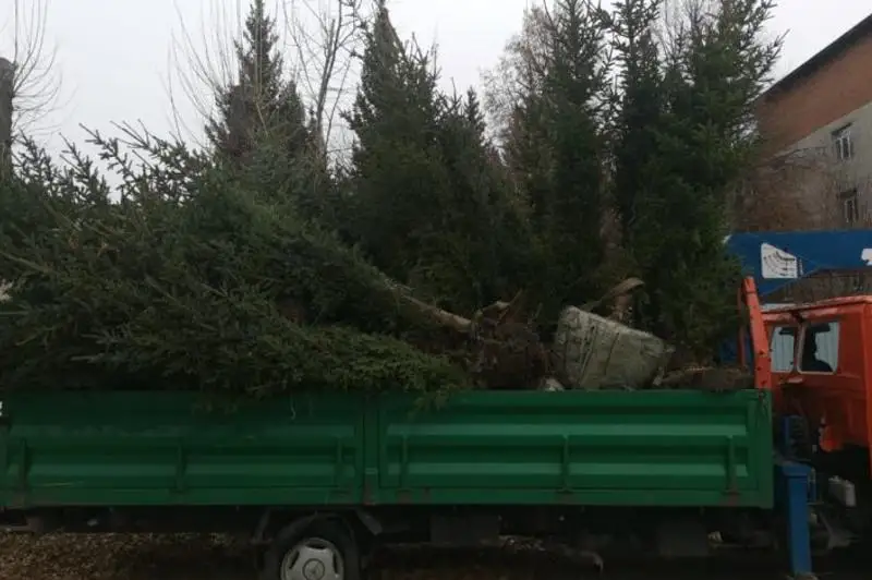 Более 30 елей похитили в ВКО