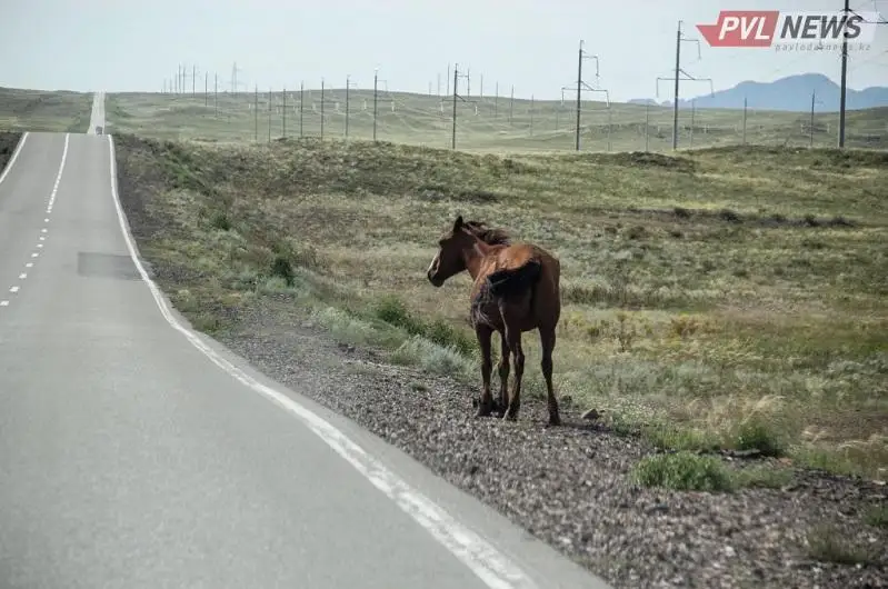 Лошадь оказалась в центре ДТП в Экибастузе