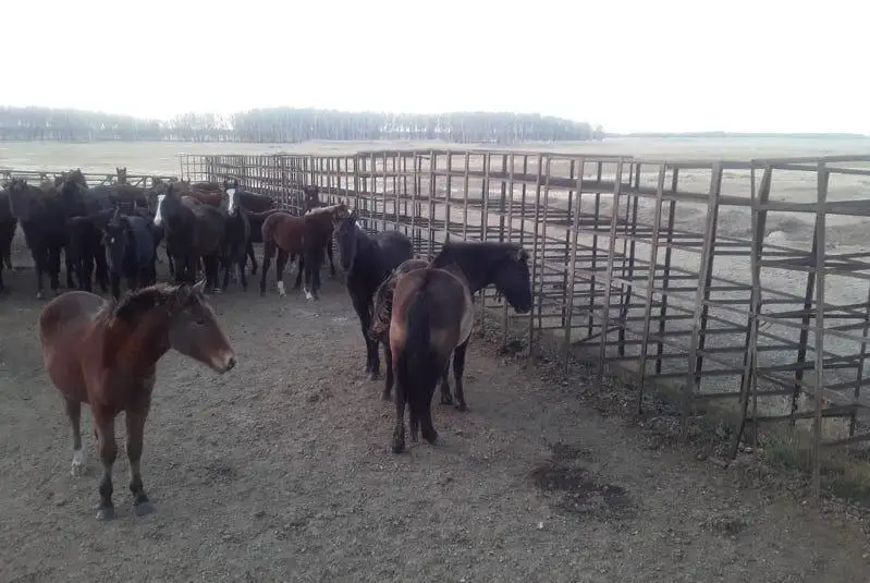 За сбежавший табун лошадей наказали владельца в СКО