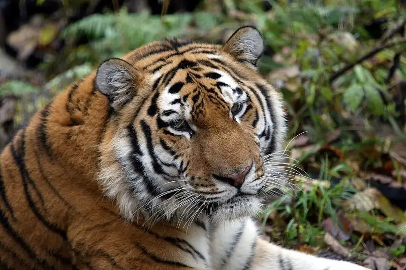 Программу по возвращению тигра в Казахстан представили на конференции в Сингапуре