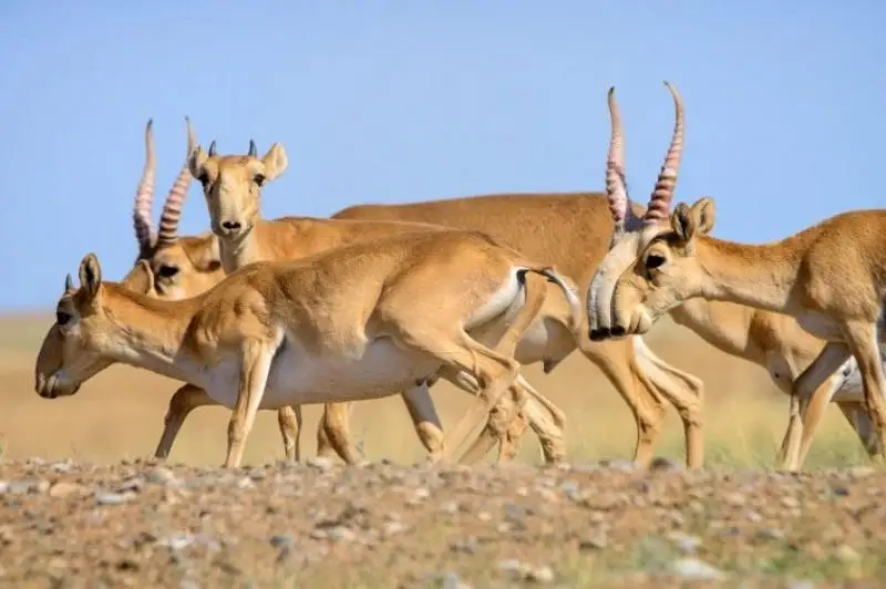 Из-за чего могла произойти гибель сайгаков в ЗКО - прогноз Минэкологии