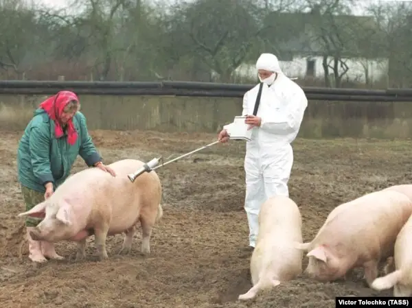 Апат орнына жақын жерде бағылатын шошқалардың радиацияны сіңіру деңгейін тексеріп жатқан маман.