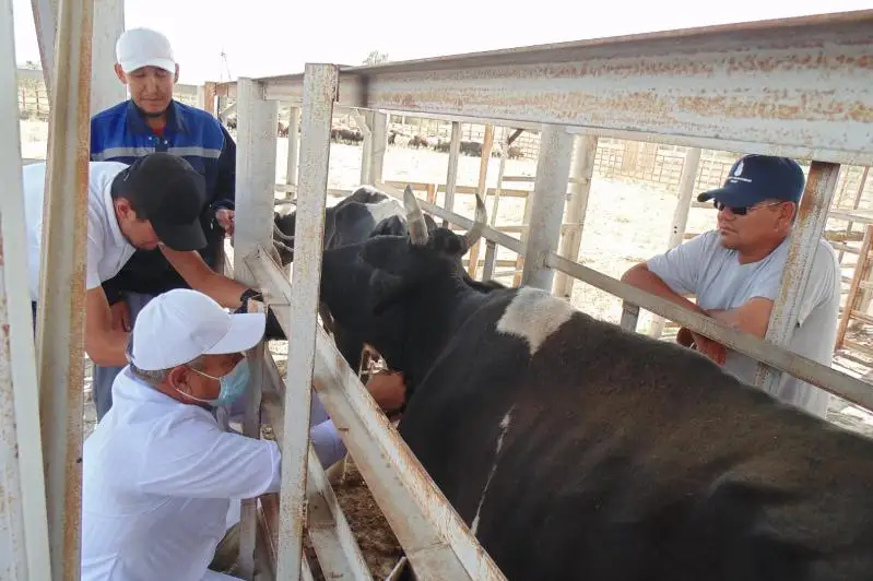160 ветпунктов действуют в Жамбылской области
