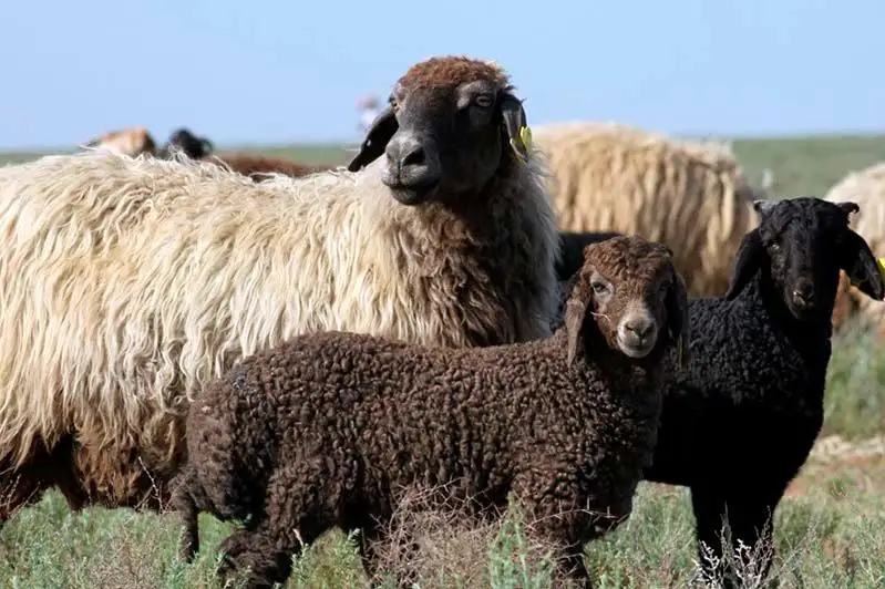 Пастух украл отару овец на 6 млн тенге