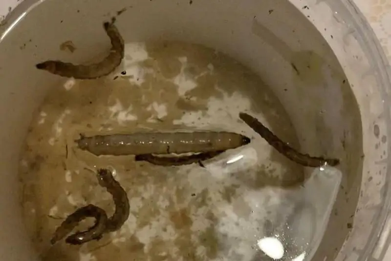 На грязную воду с «червями» из-под крана пожаловались алматинцы