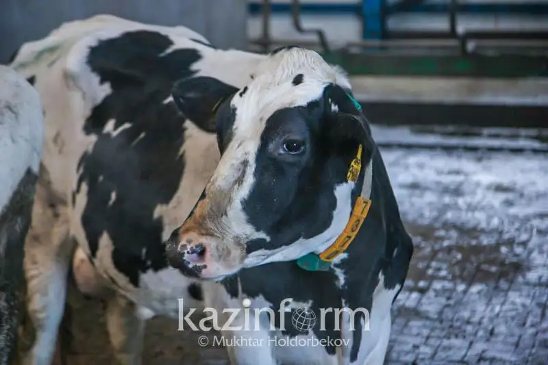 Túrkistan oblysynda iri qara maldyń sany artty