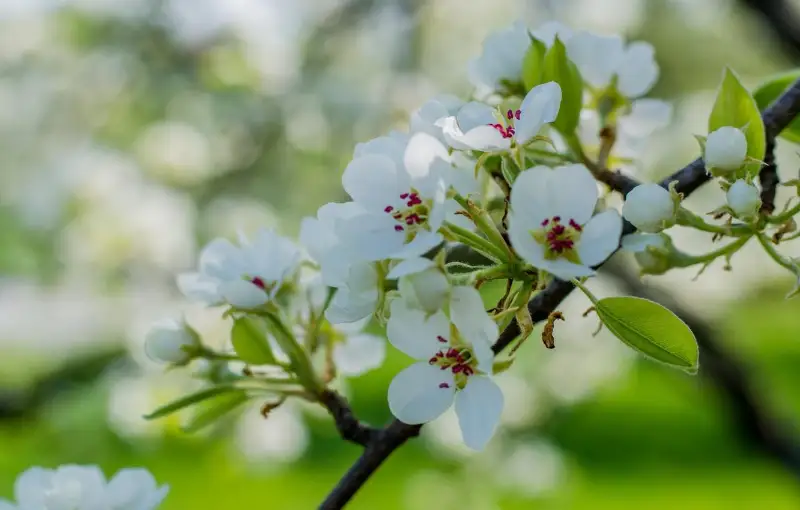 Каким будет май в Северо-Казахстанской области