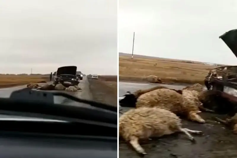 Отару овец сбил водитель на трассе в СКО