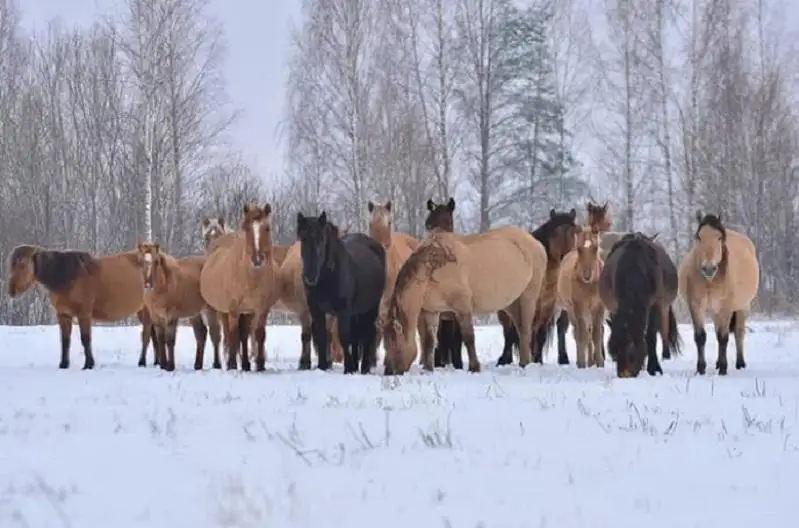 40 лошадей бесхозно паслись на трассе Омск-Майкапчагай: хозяин наказан