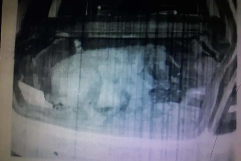 Мужчина, перевозивший похищенный скот в багажнике, задержан в ВКО