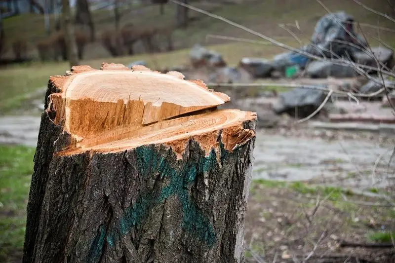 Лесопарк уничтожили в Алматы: акимат проведет проверку