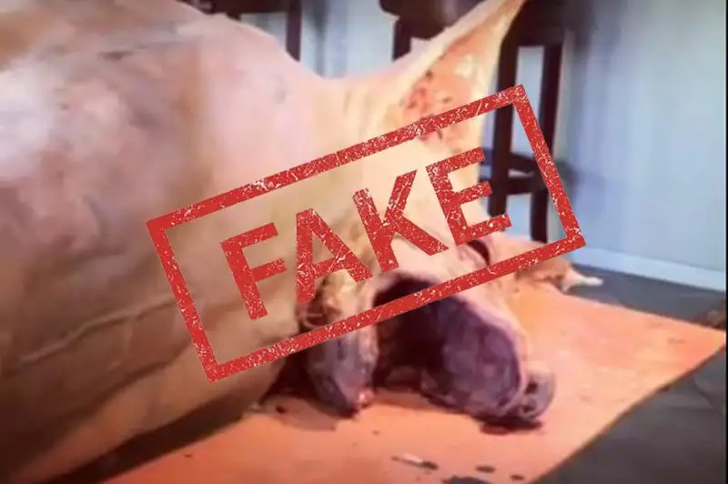 Qordaıdaǵy «qubyjyq» týraly vıdeo jalǵan – polıtsııa