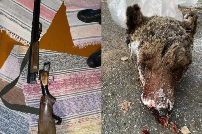 Браконьер, застреливший медведя, задержан в ВКО