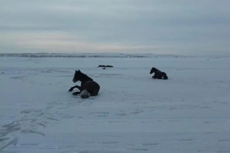 15 лошадей спасли от гибели в ВКО