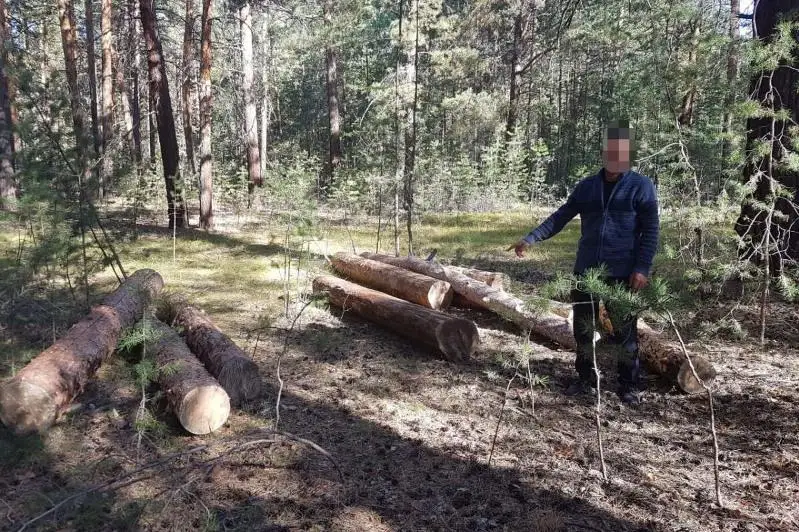 Незаконной вырубкой деревьев  занимался житель ВКО