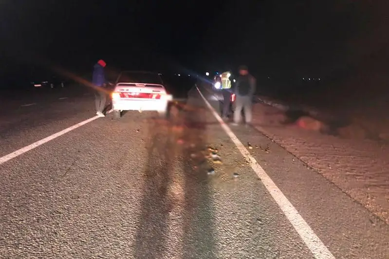 14 овец сбил на дороге водитель легковушки в СКО