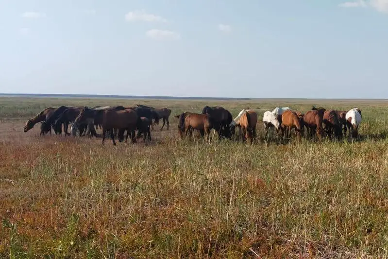 Пропавший табун лошадей вернули пастуху полицейские в СКО