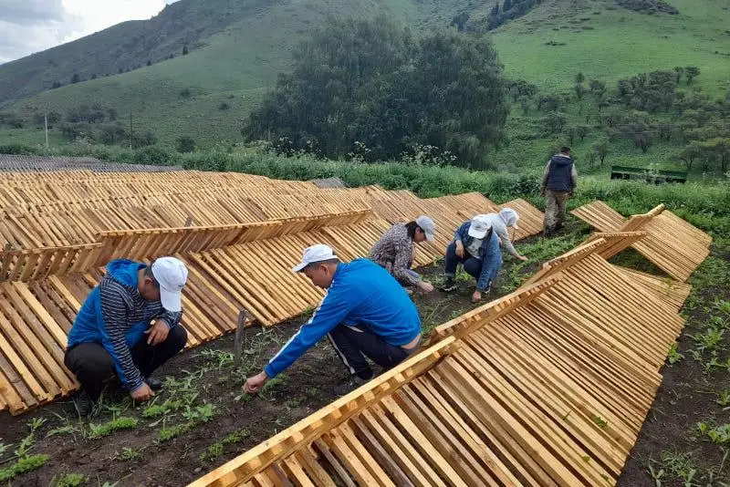 130 тысяч деревьев  посадят в Иле-Алатауском национальном парке