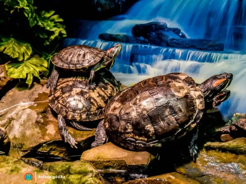 океанариуме 