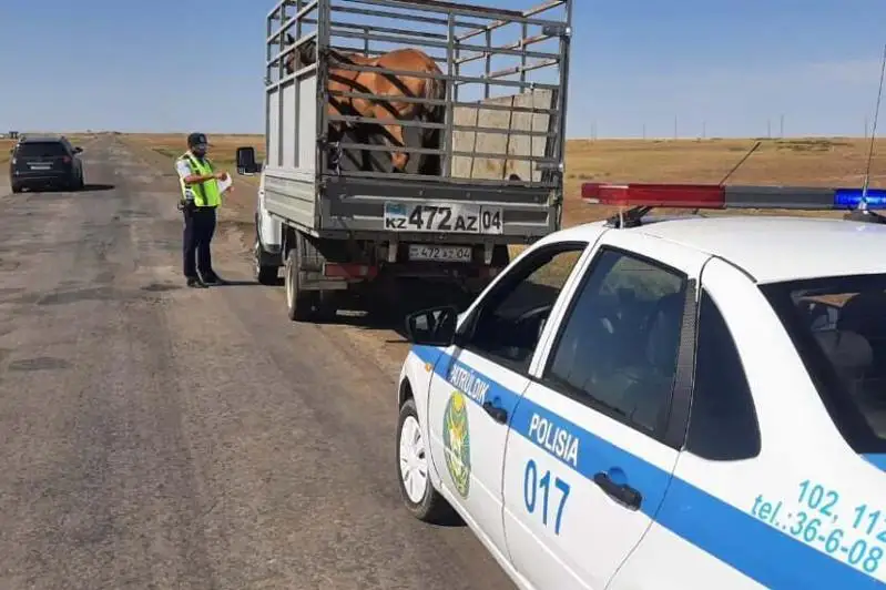 10 ДТП с участием животных произошло в Актюбинской области