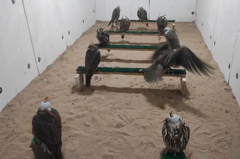 18 краснокнижных соколов-балобанов обнаружили на даче в Алматинской области