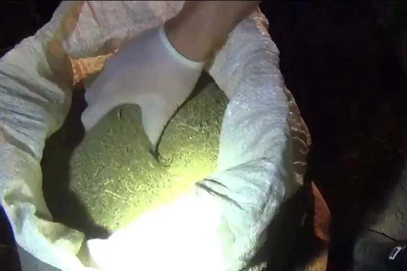 Марихуану на два млн тенге изъяли полицейские в Жамбылской области