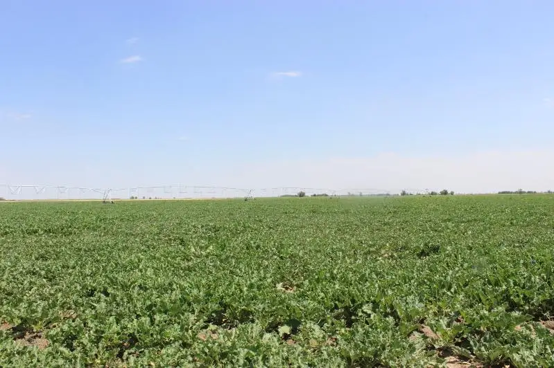 Современные инновации в поливе применяют аграрии Жамбылской области