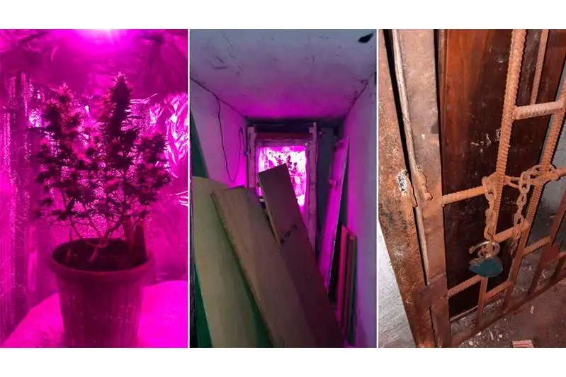 Алматинец растил марихуану в подвале многоквартирного дома