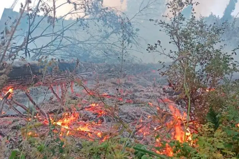 Сухостой загорелся  в ущелье Кимасар близ Алматы