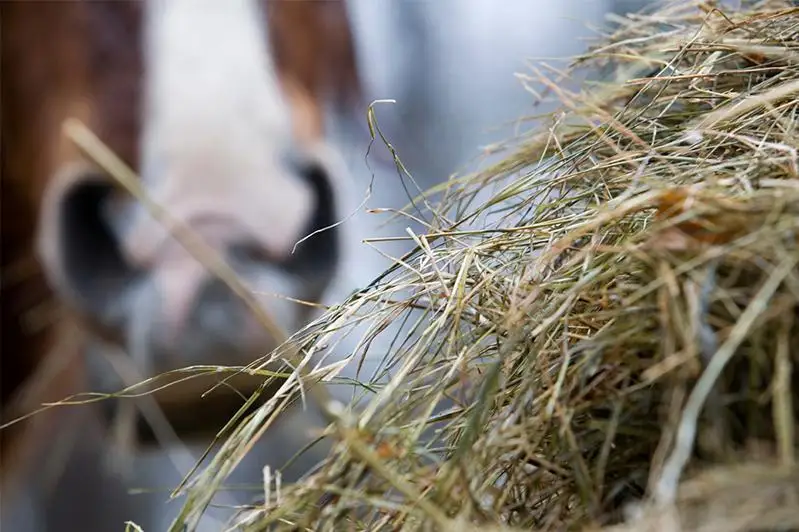 «Космические» цены на сено возмущают жителей СКО